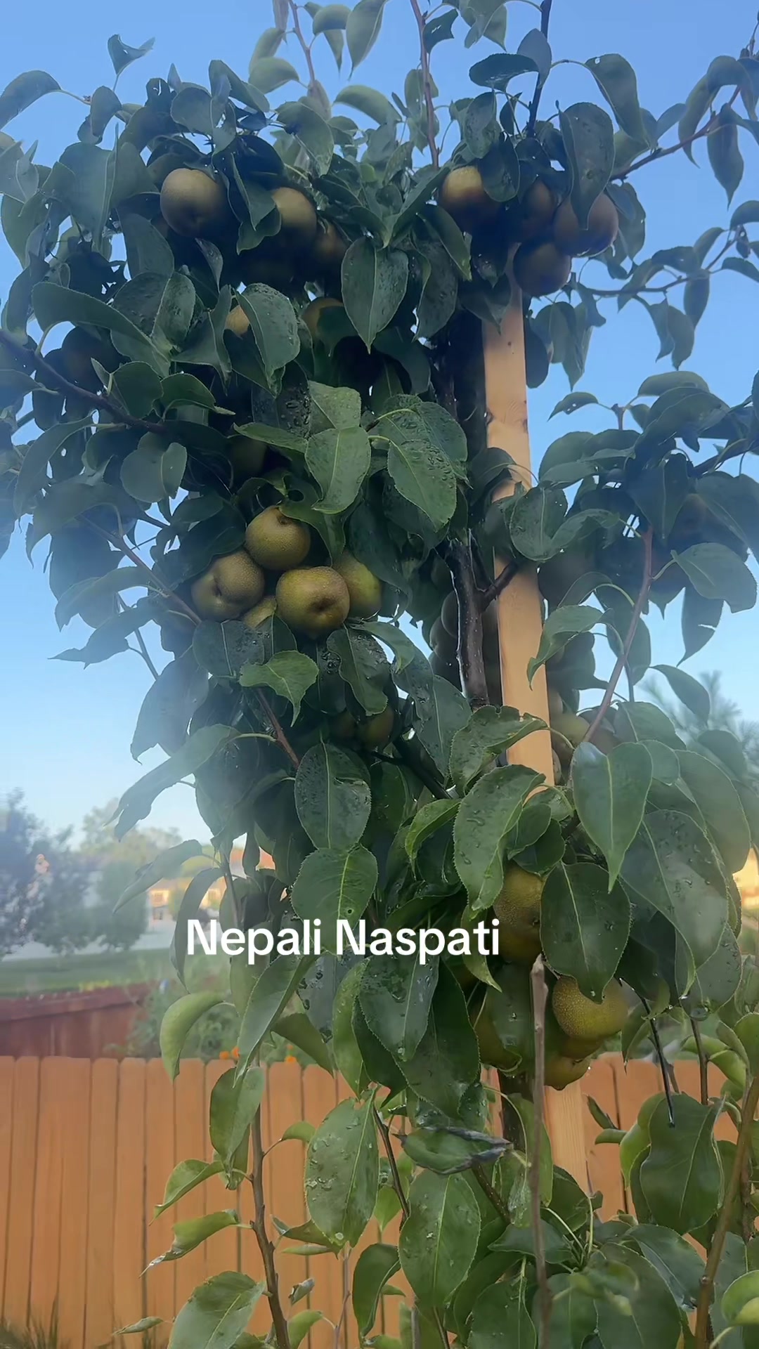 @Janu Thapa