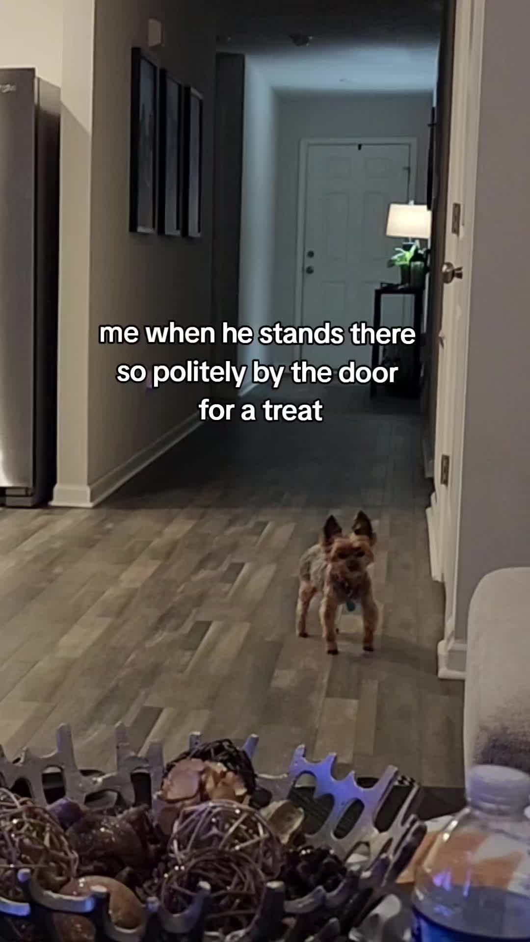 @Chase the Yorkie