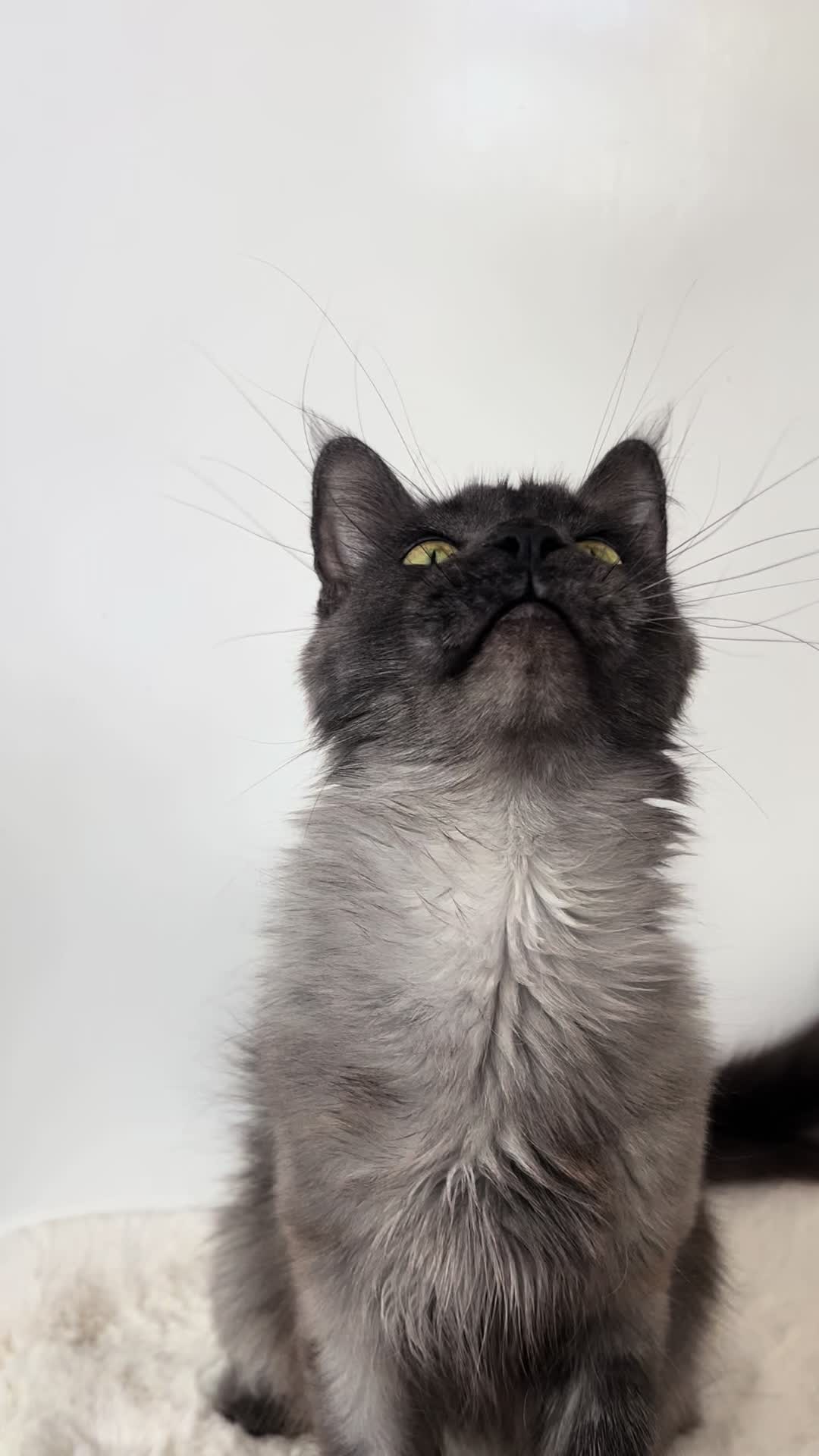 @Meercats MaineCoon