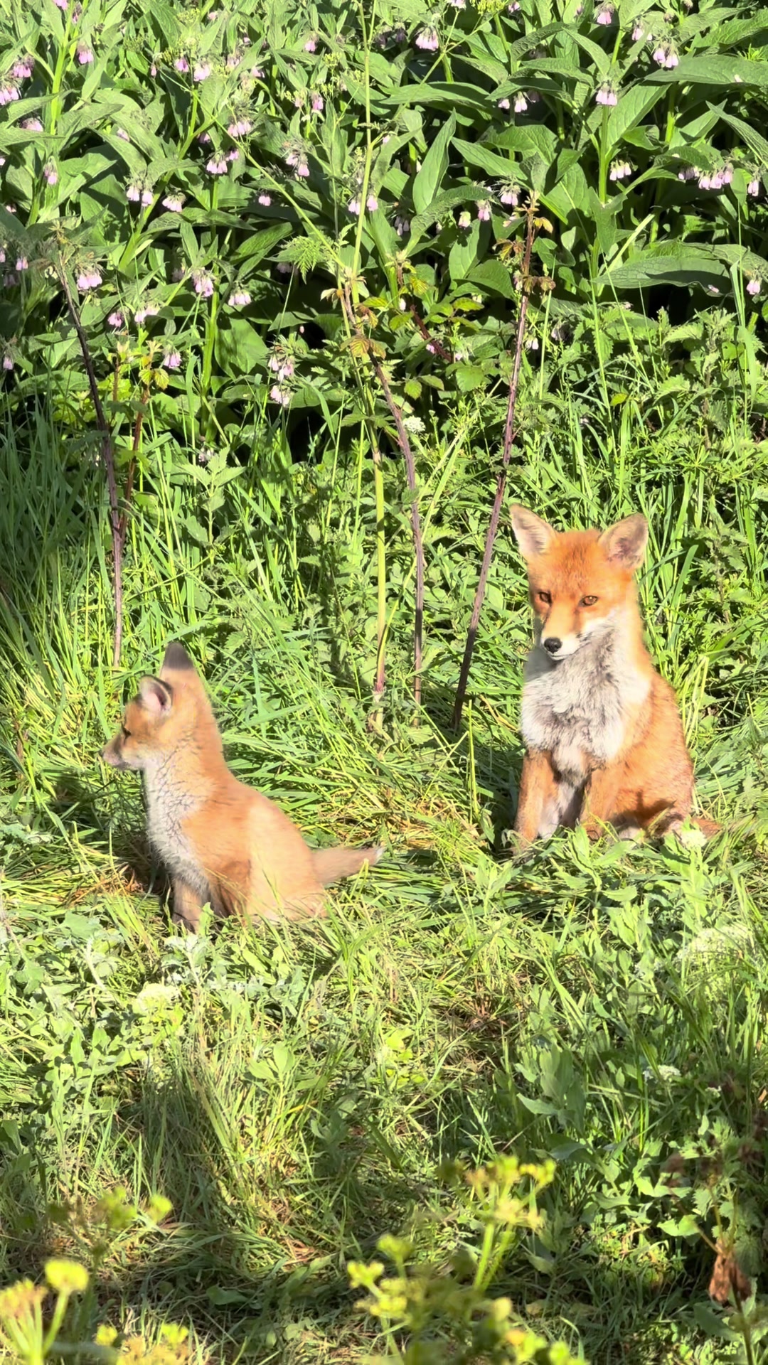 @gp_wildlife