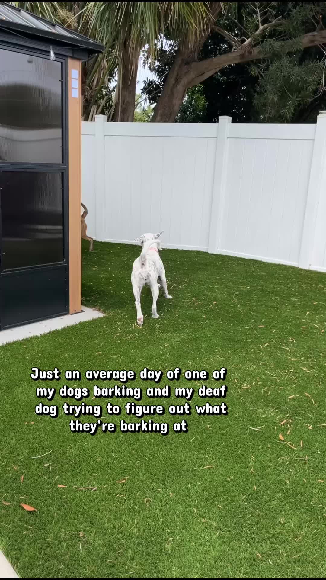 @StellatheDeafBulldane