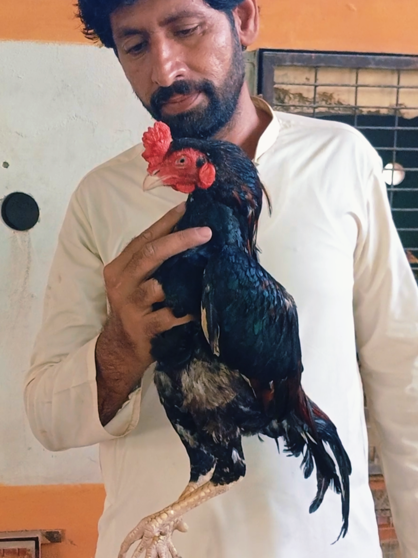 @Sajjad Aseel Farm