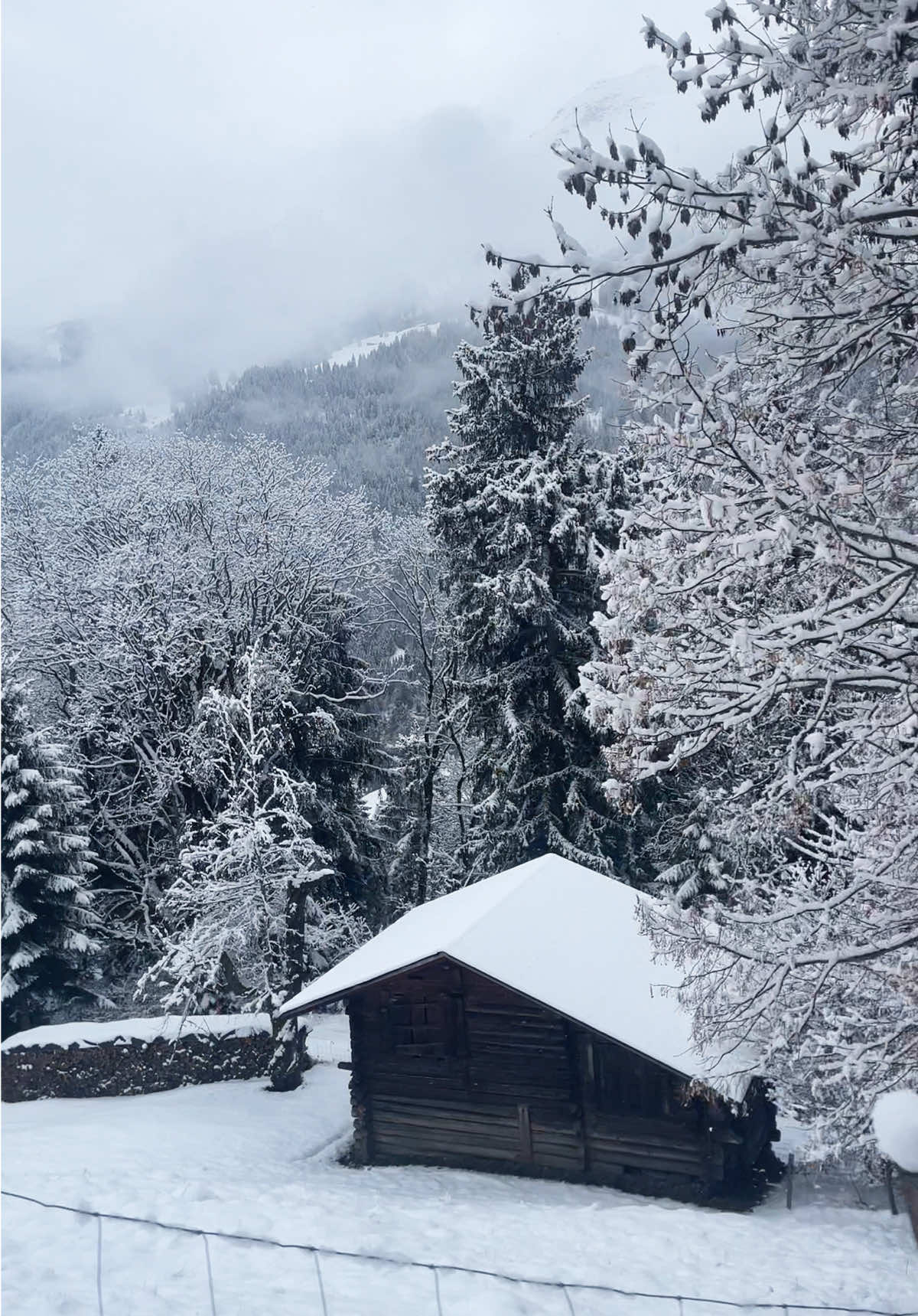 @SwissForestElf