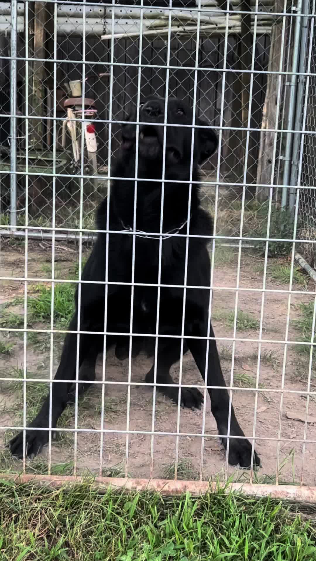 @🖤Kristin | Ironbound GSD🐾
