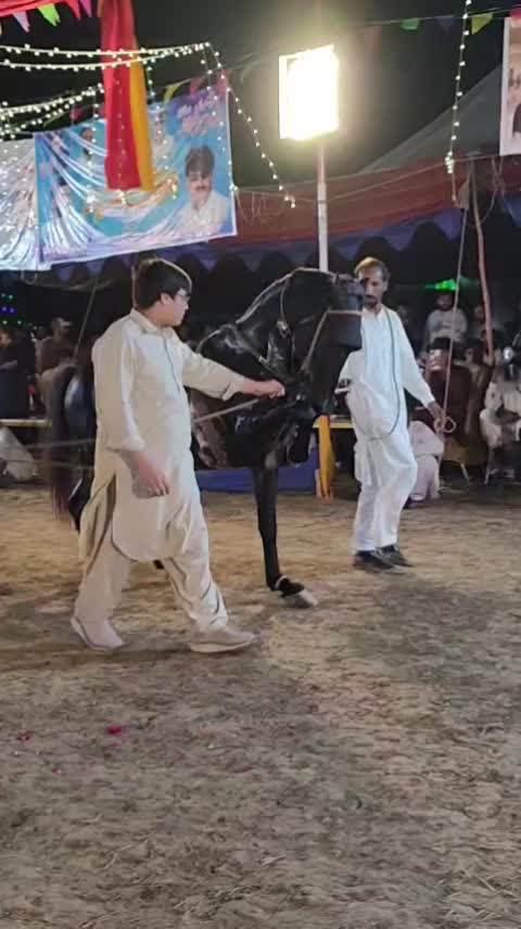 @horse dance #world
