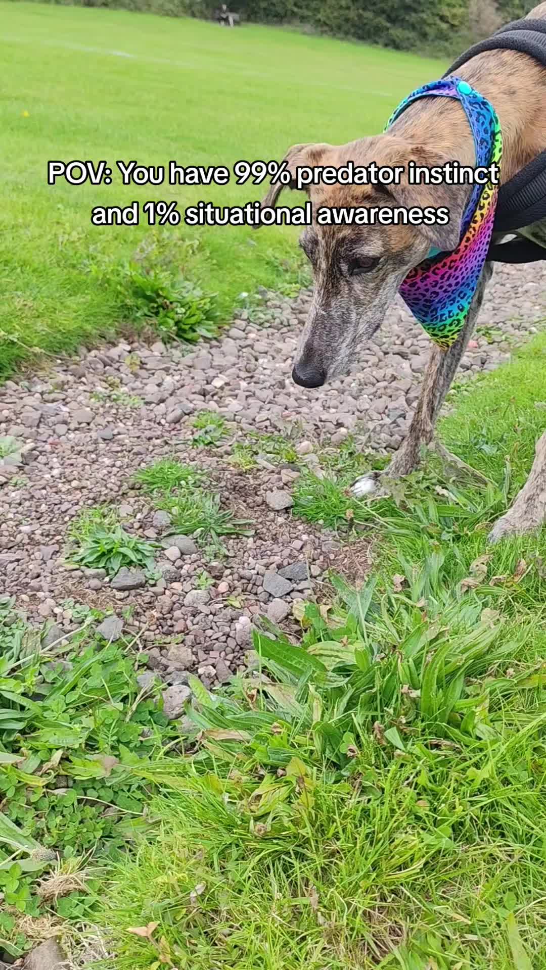 @LollyTheStrayDog