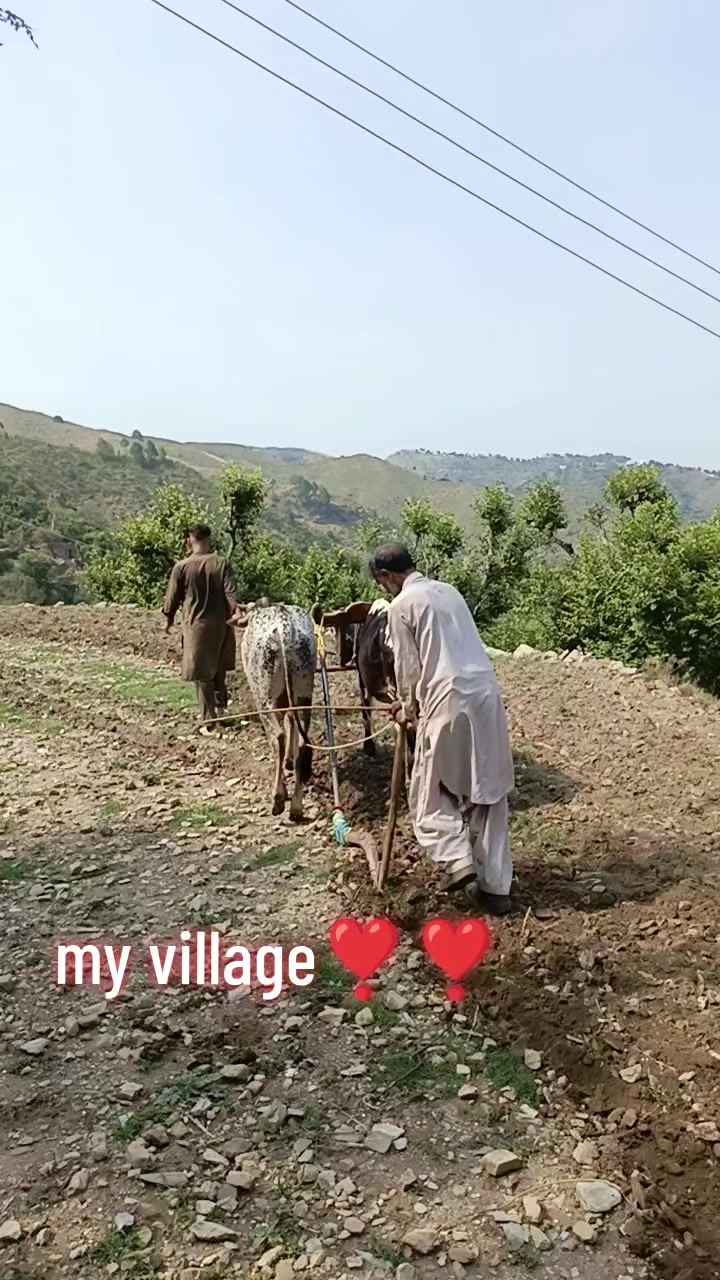 @M. Sajjad tanoli🥀