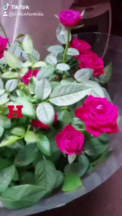 @❤️ H4M1D4 ❤️