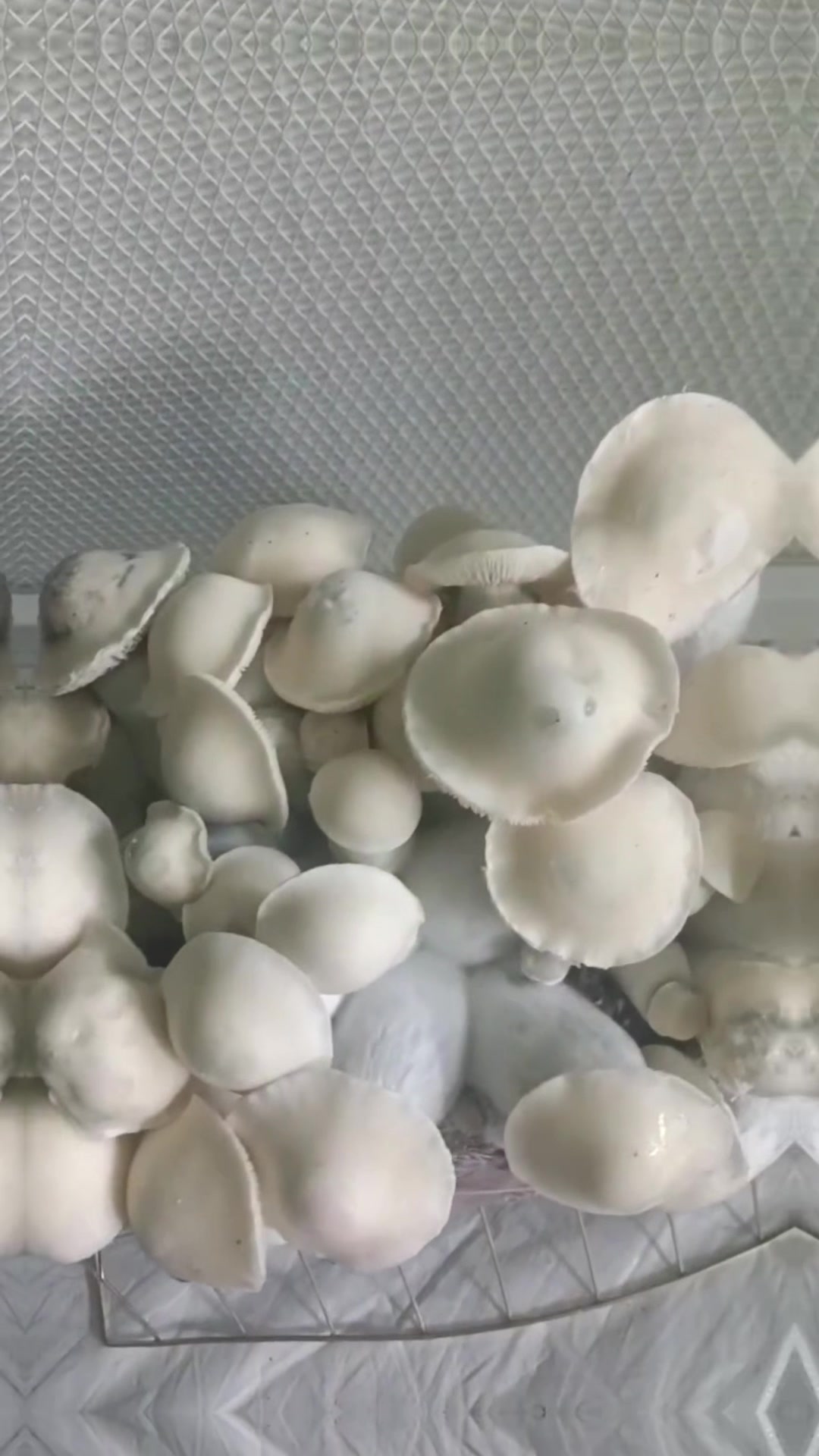 @707mycology