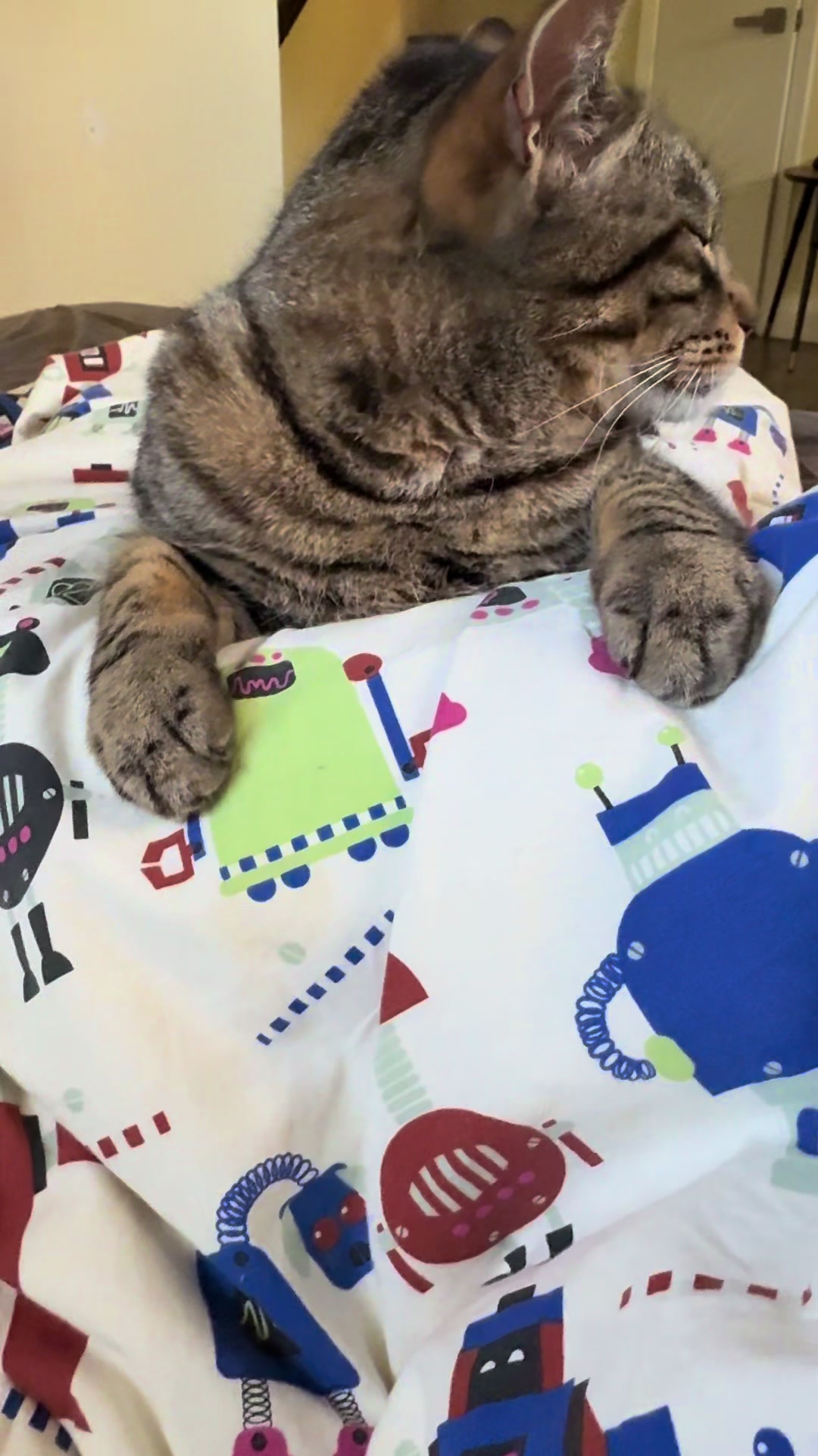 @Coby the Cat 🐾