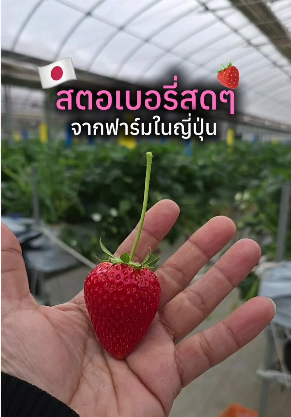 @HappyDan JapanTrip