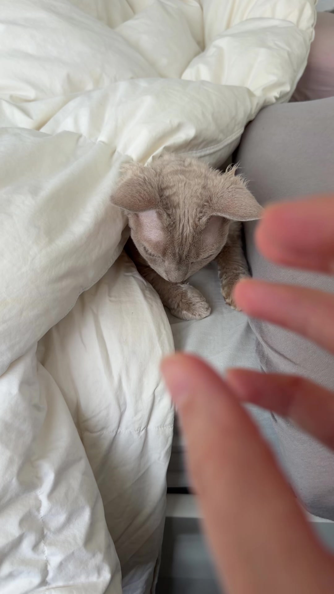 @TugbasCats