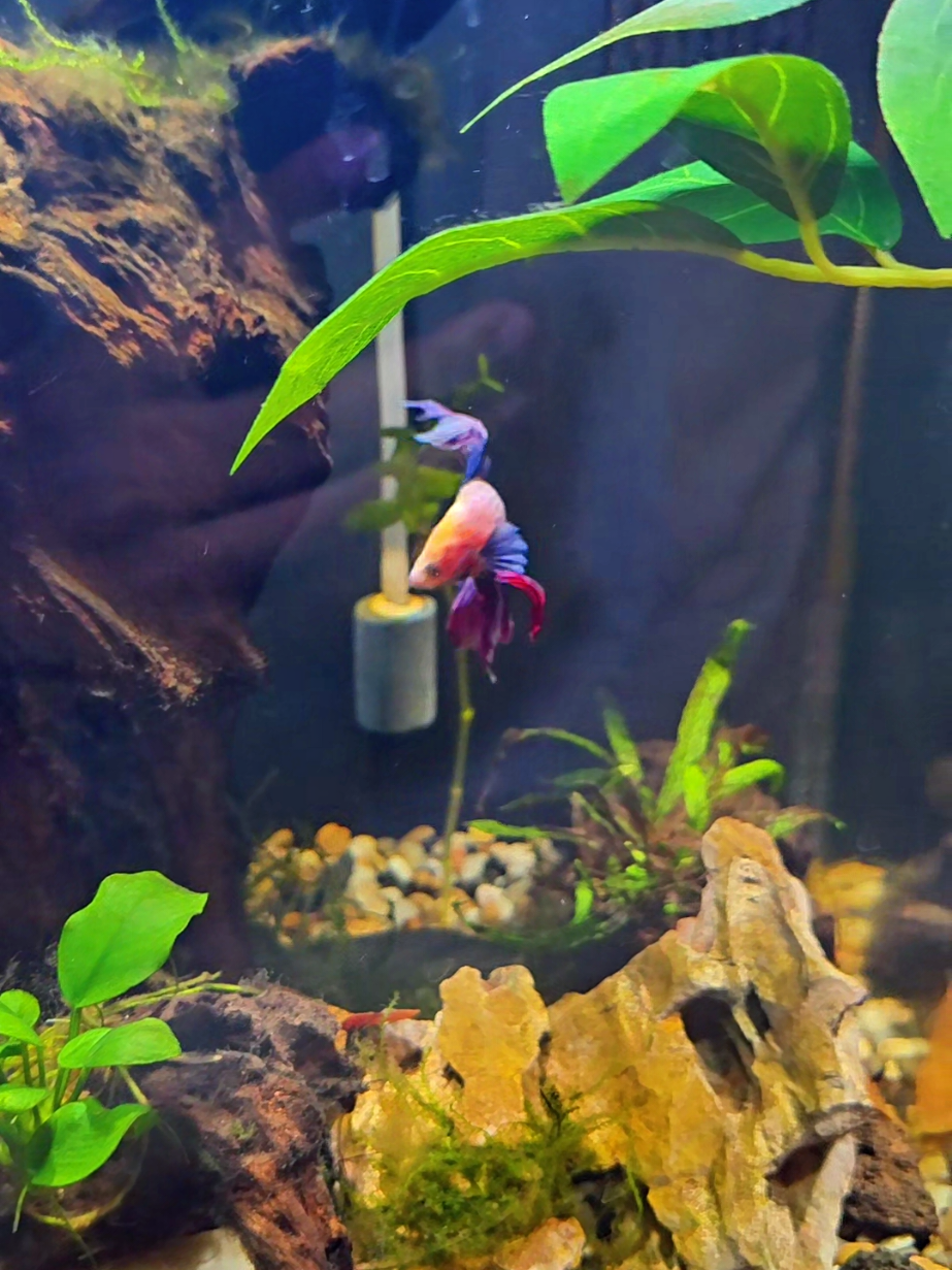 @NebulaTheBetta
