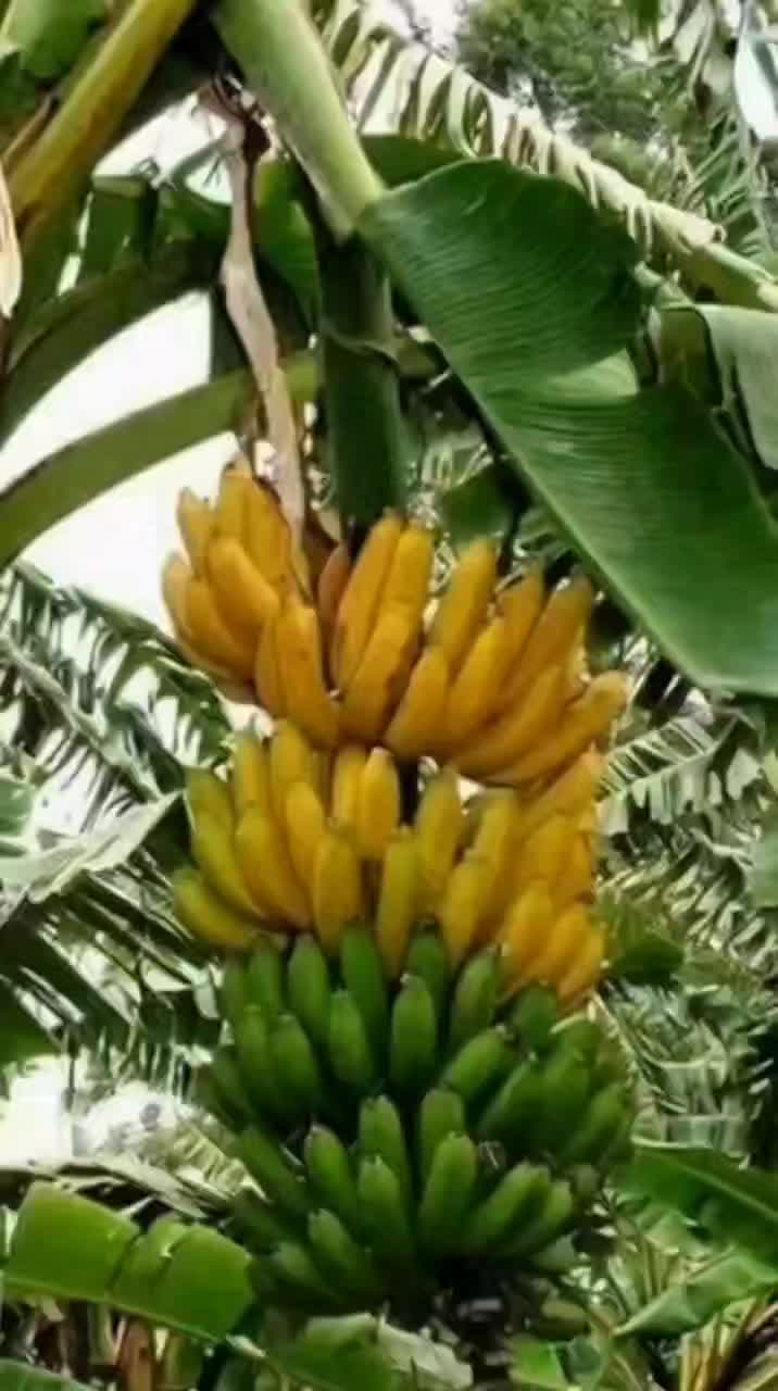 @konga1i