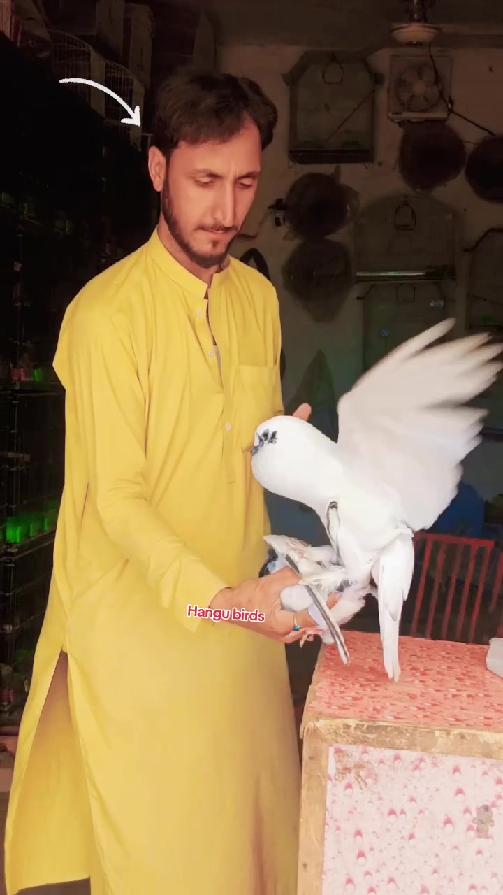 @★彡[ʜᴀɴɢᴜ ʙɪʀᴅꜱ]彡★
