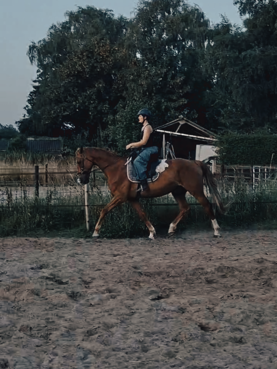 @Dino and horses