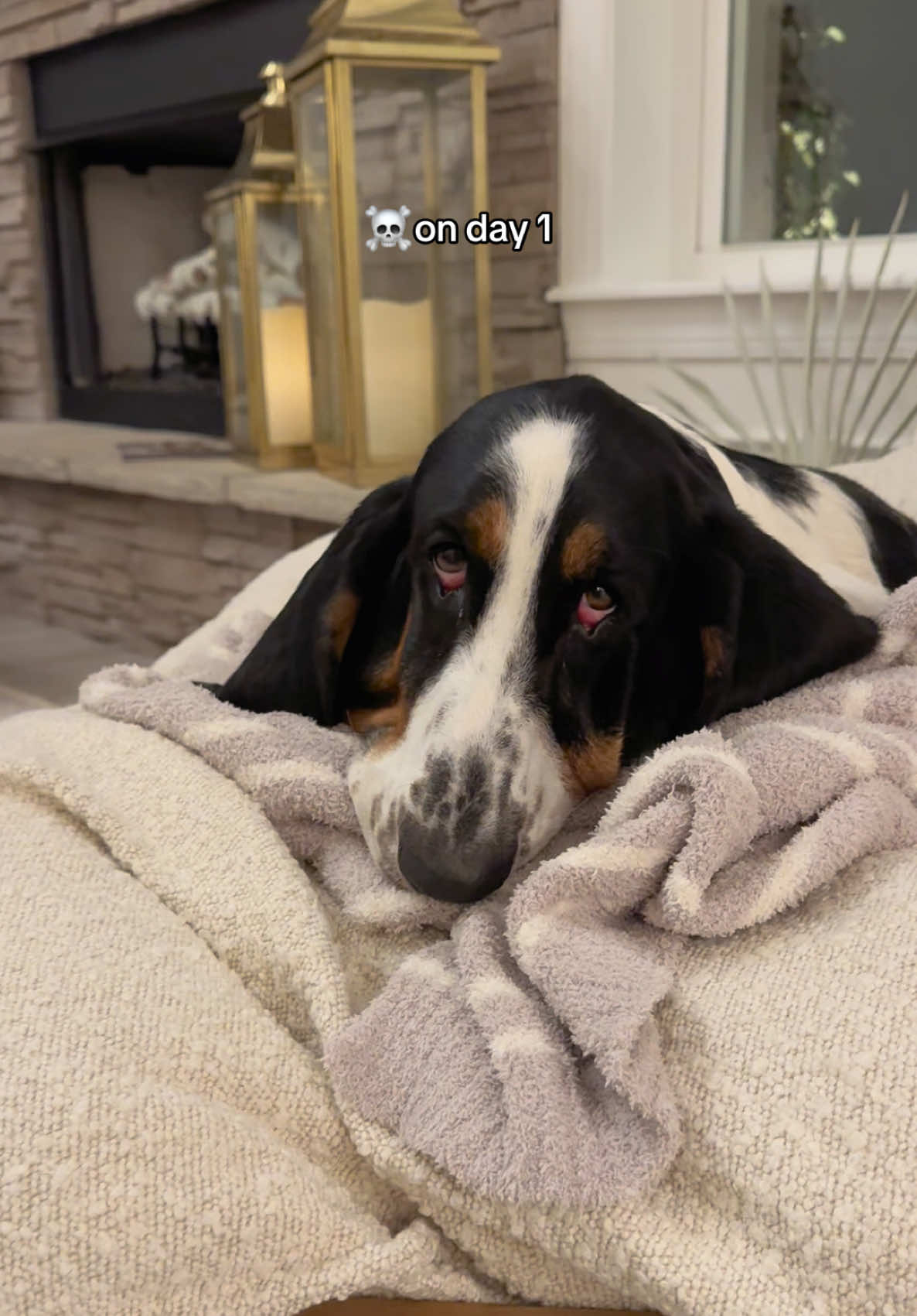 @🐾BillieBasset🐾