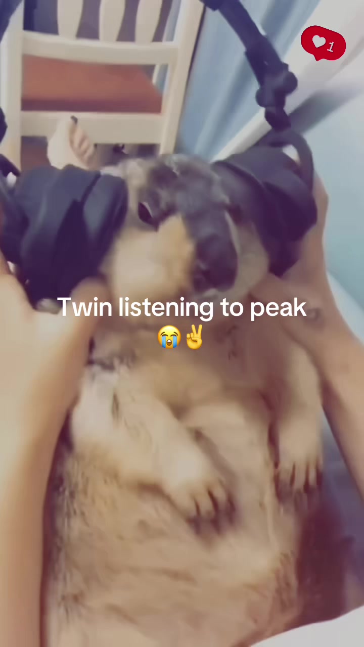@dailymarmot00