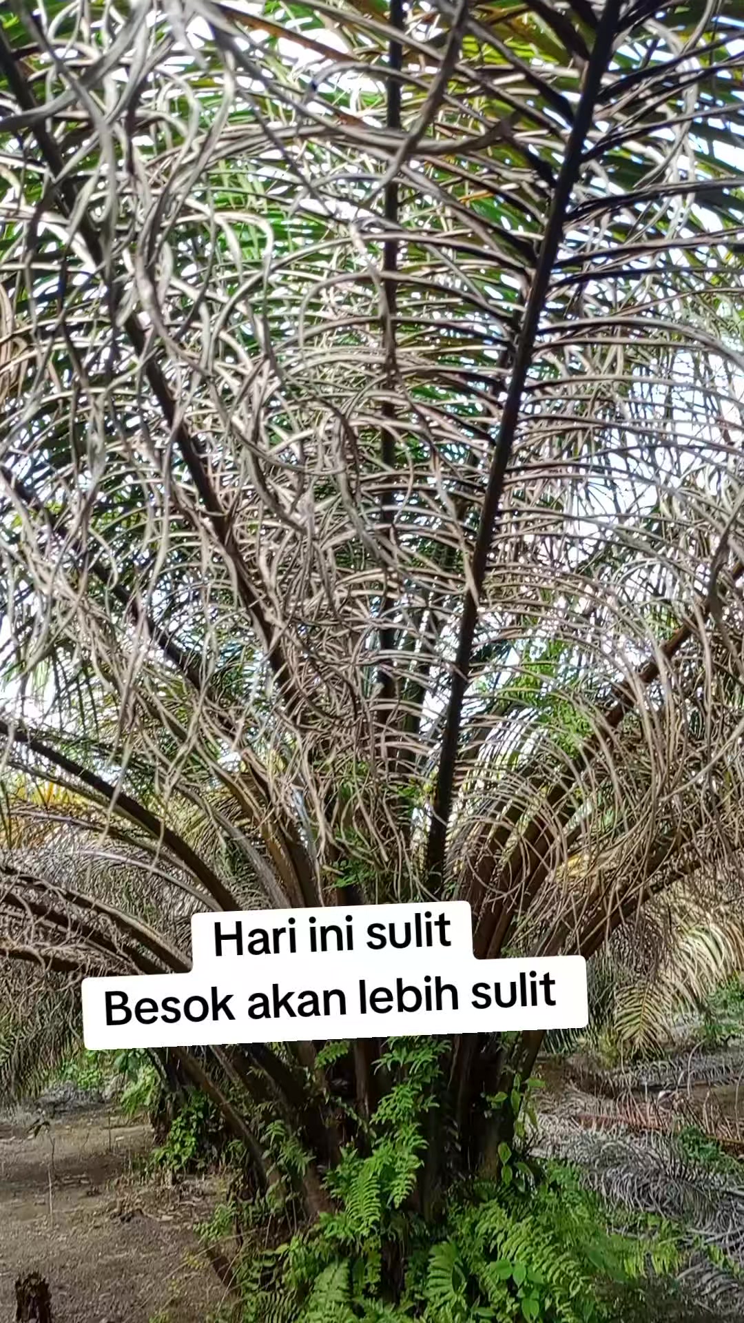 @sawit metro Singkut