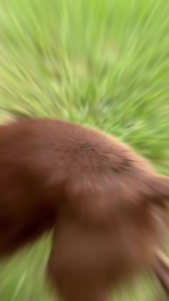 @Awesome Pawsome Ranch