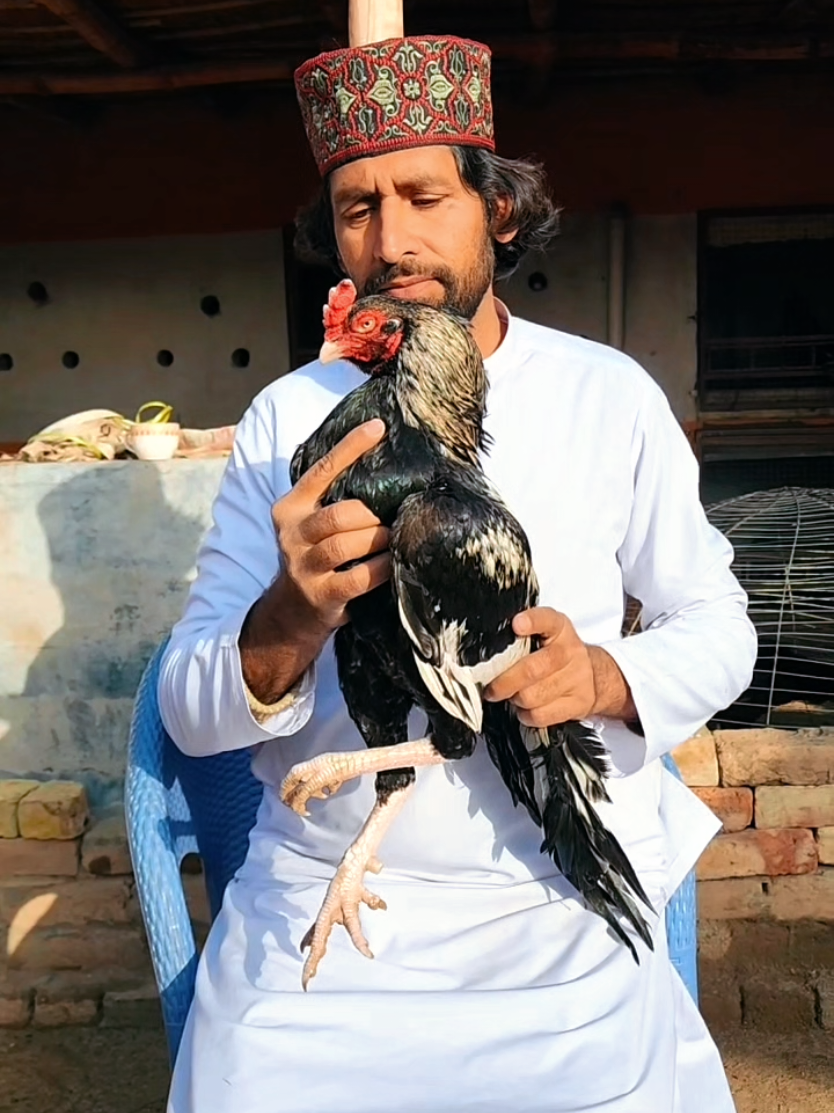 @Sajjad Aseel Farm