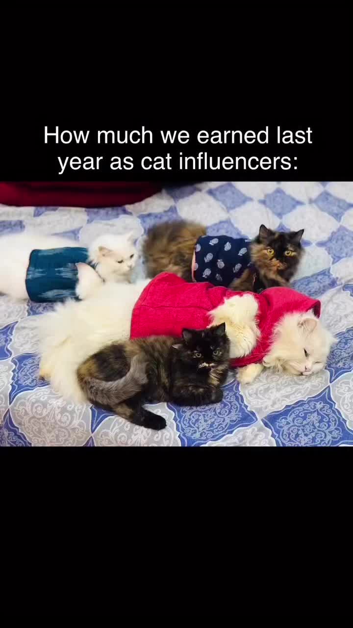 @_purrfecttpaws_