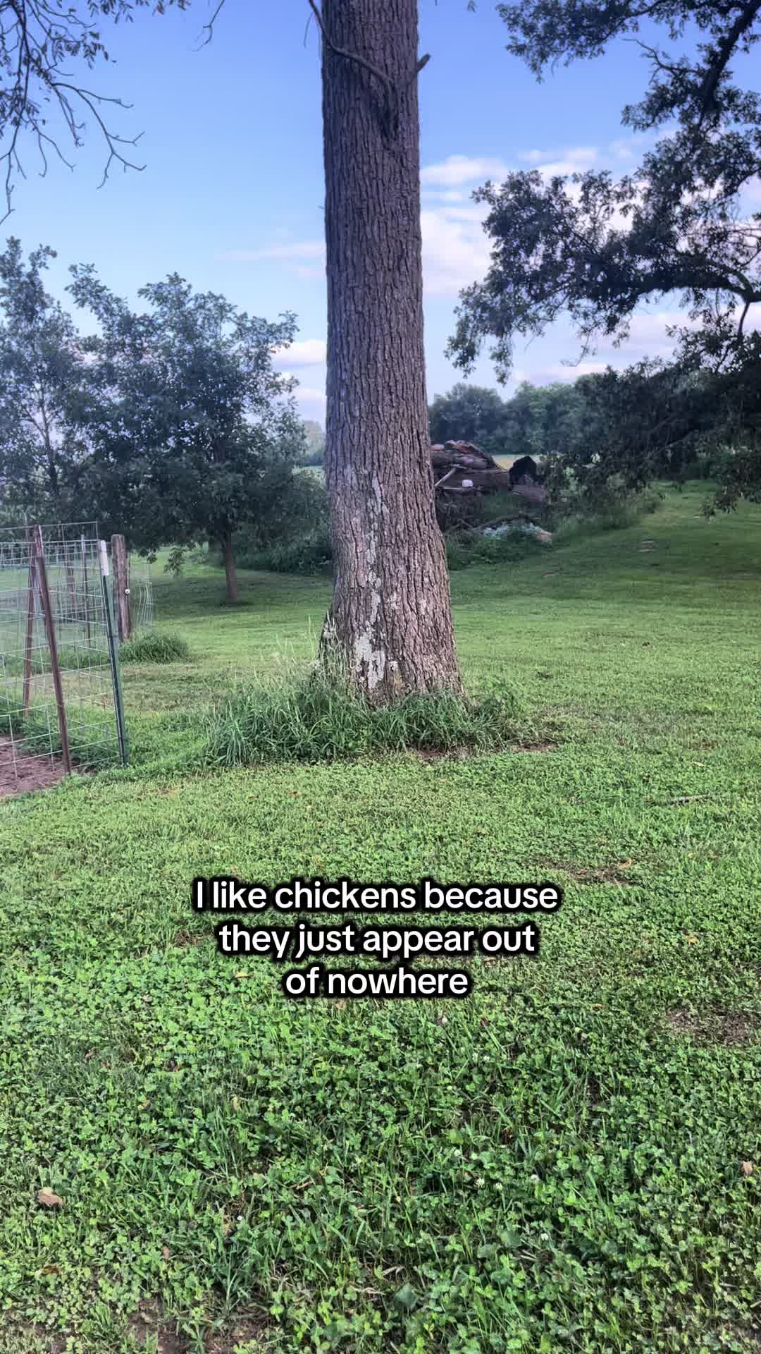 @Maple Leaf Livestock