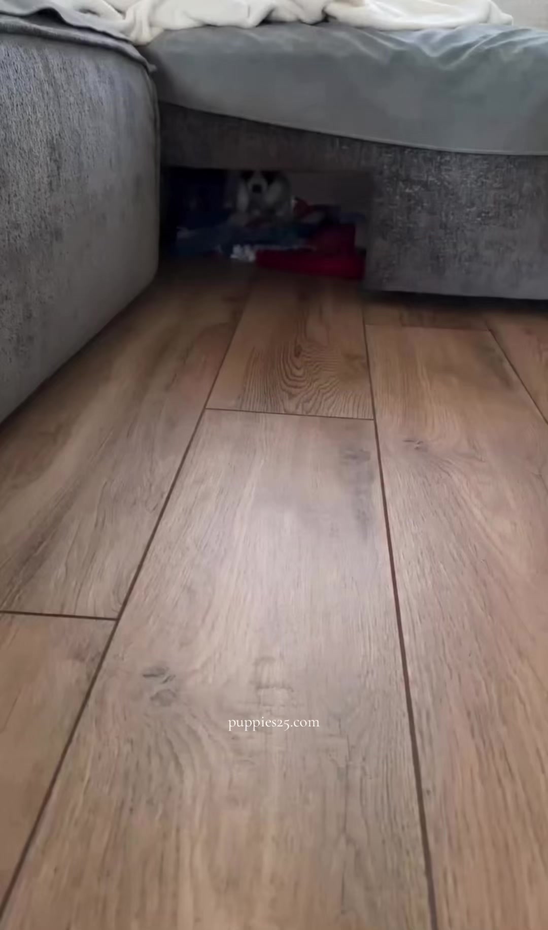 @PAWFECT