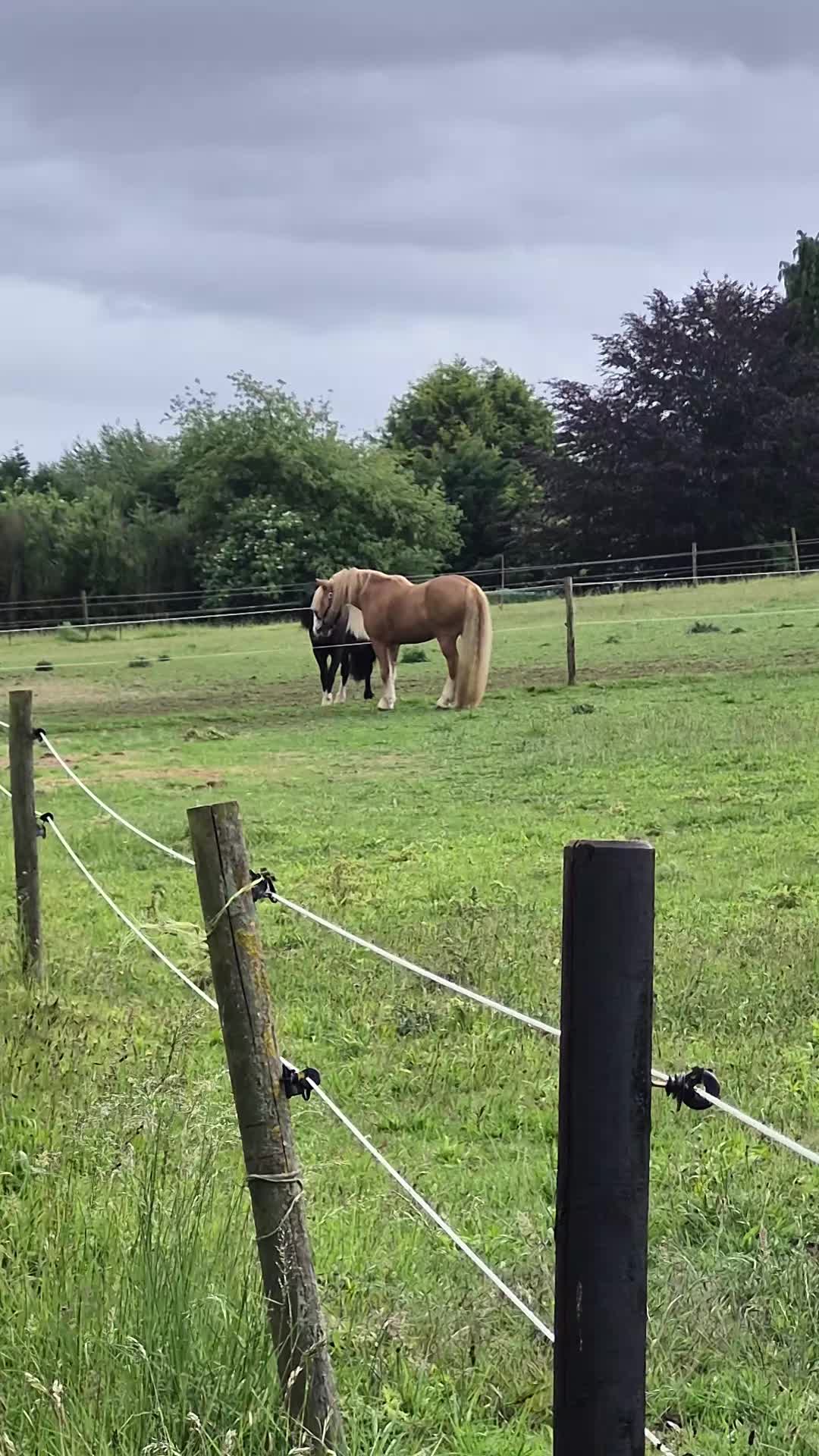 @KcPonyPals