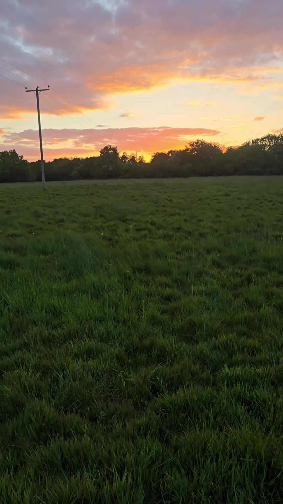 @MillHillGundogs