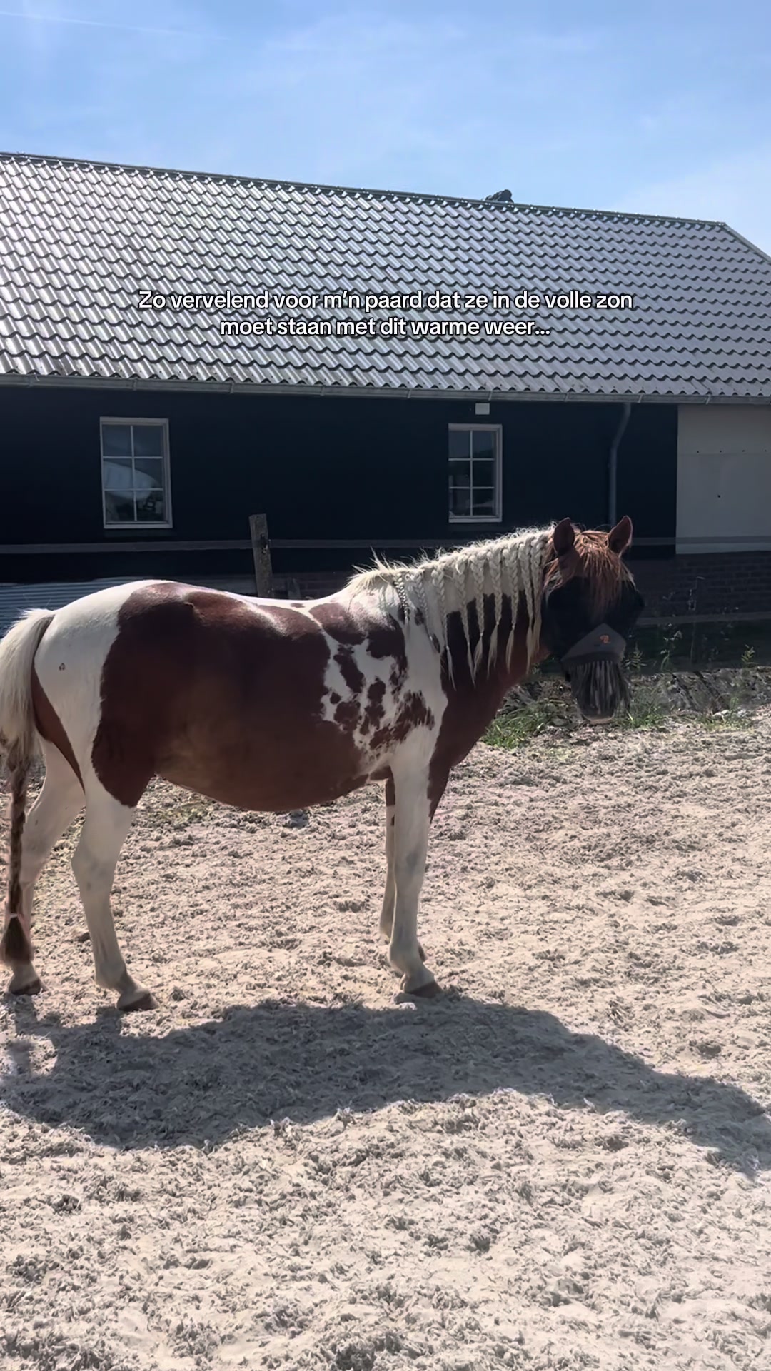 @idh_horses