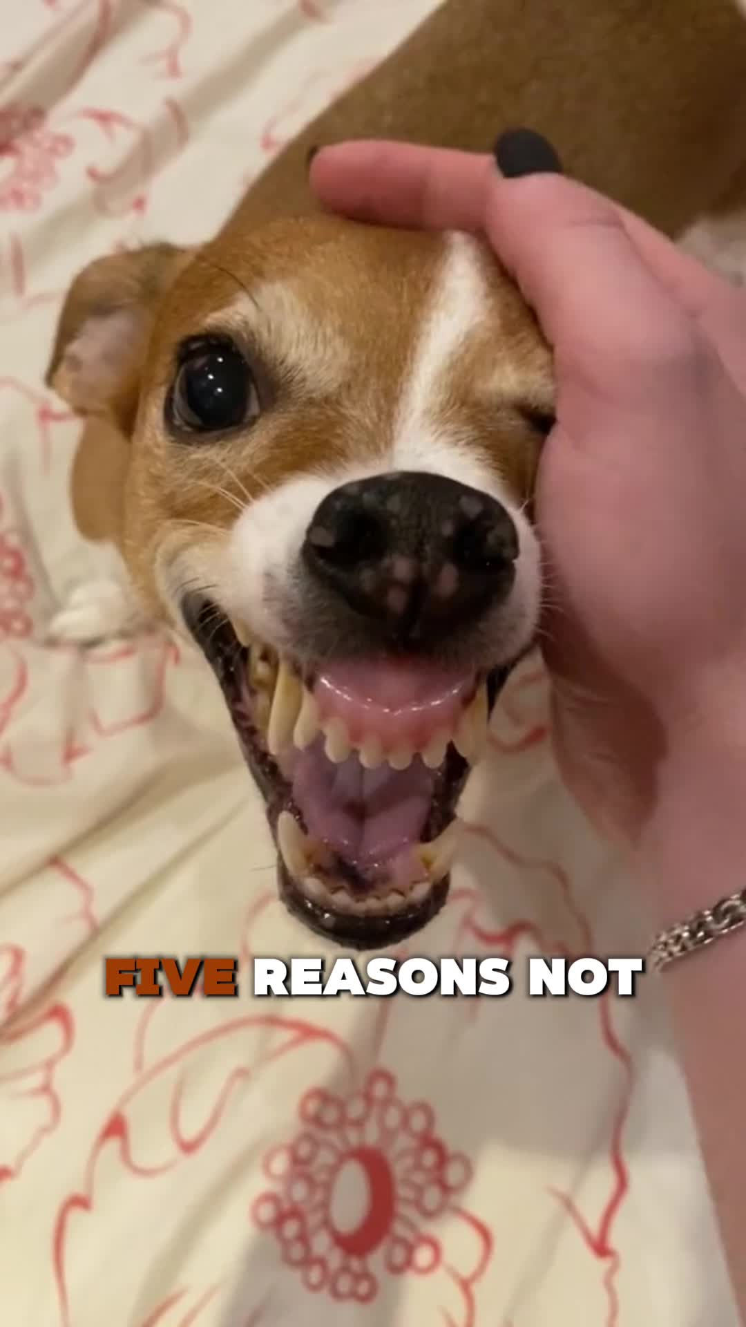 @PawblemsDaily