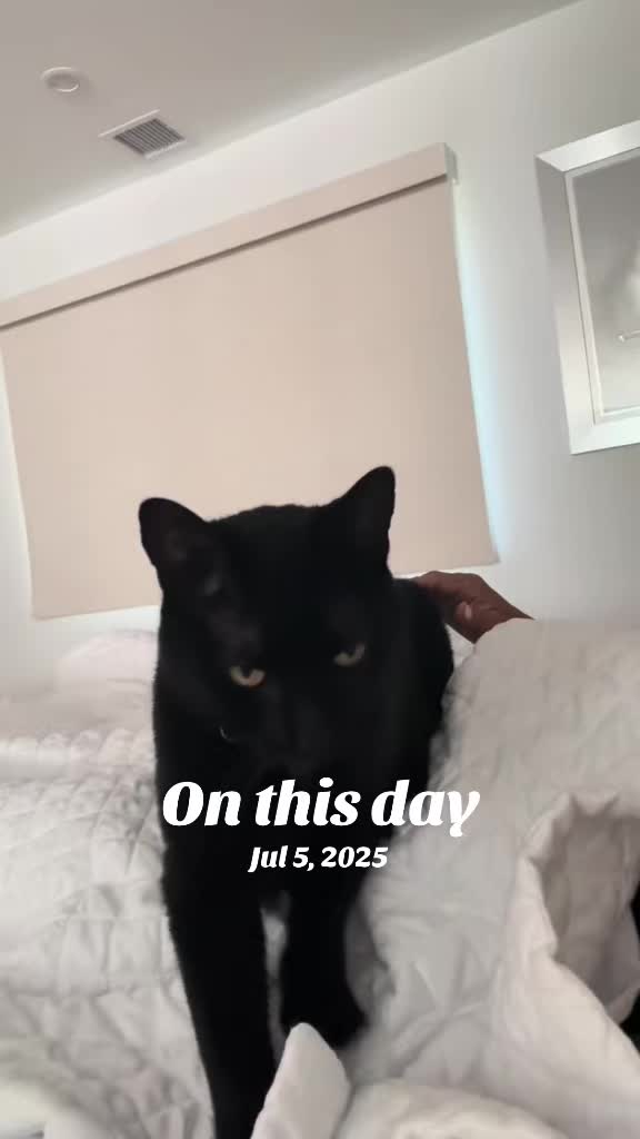 @Oscar Jeremy the cat!