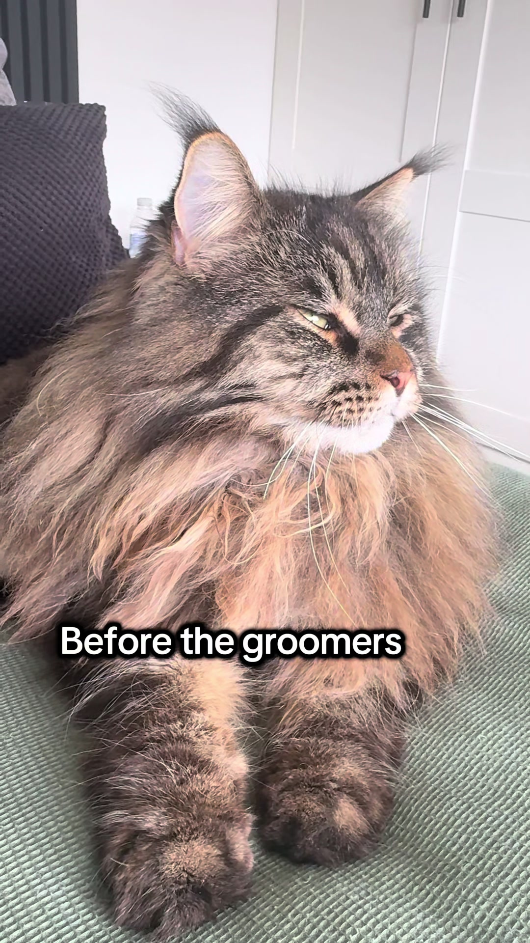 @Gus & Sully Maine Coon Boys