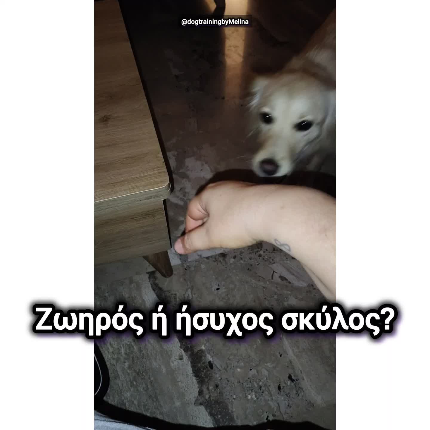 @dogtrainingbymelina