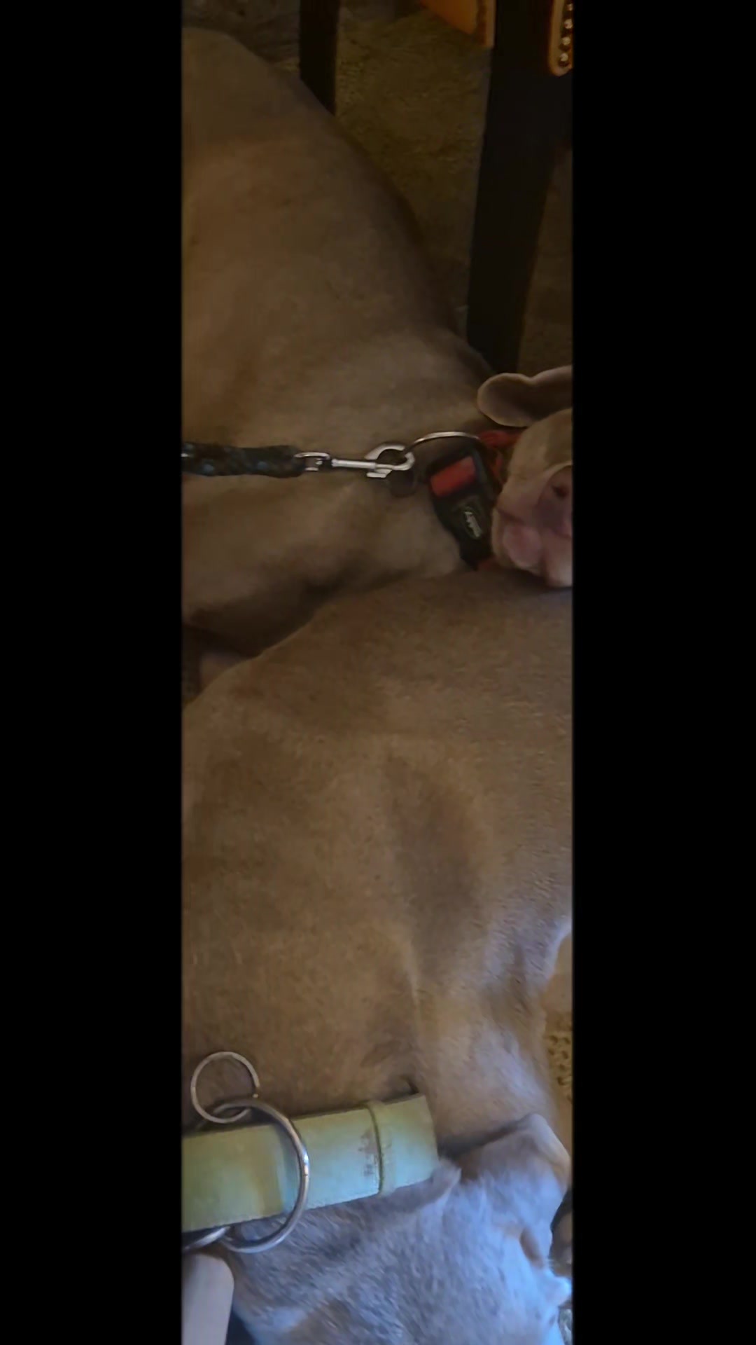@Sabsky weimaraners