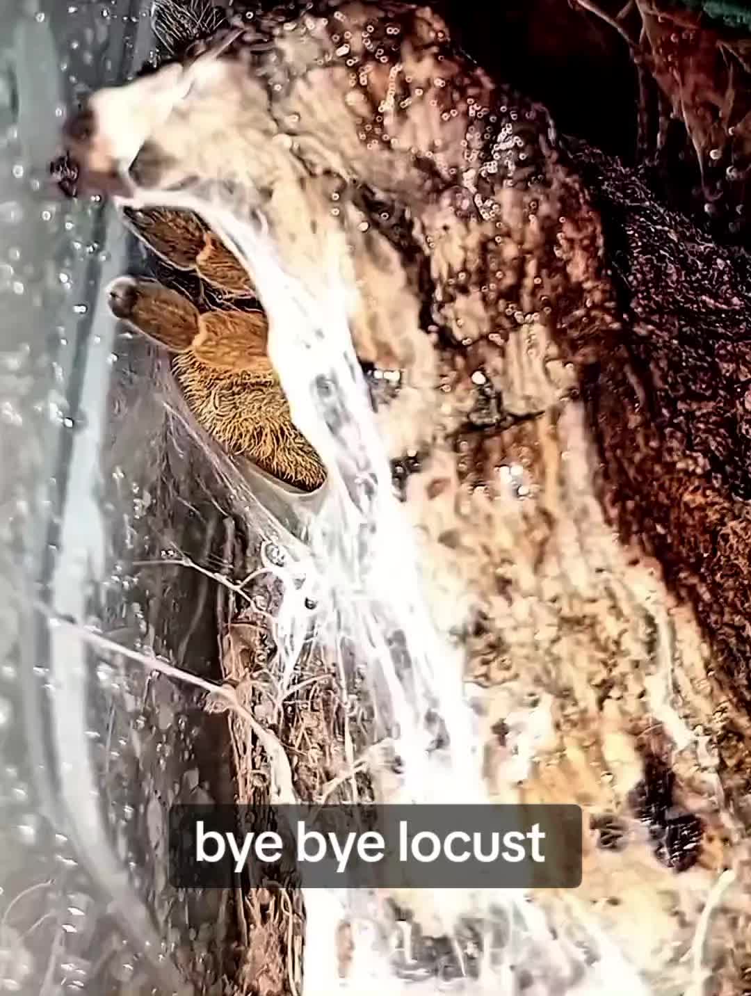 @creepy.crawlie.claire