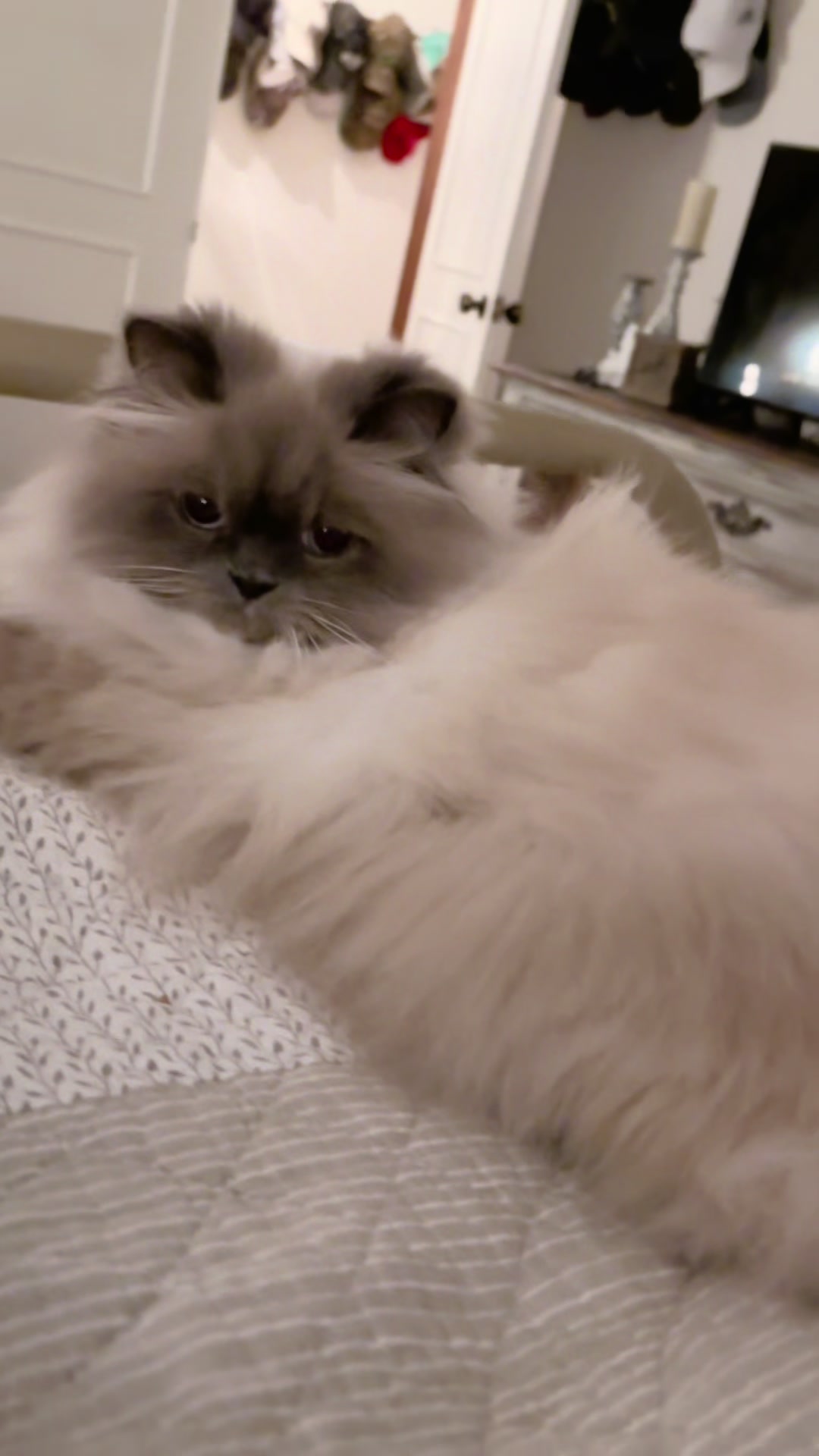 @𓃠Melissa’s10Fluffs𓃠