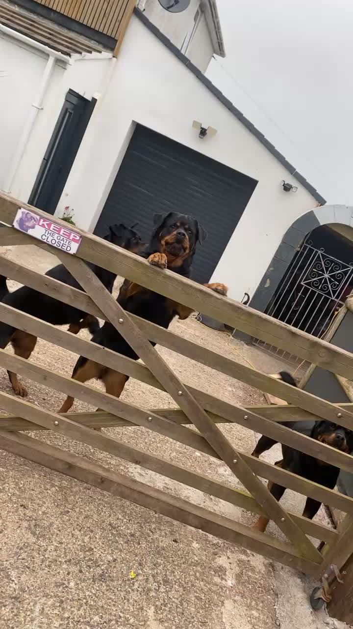 @tasha.stella.lola.kong