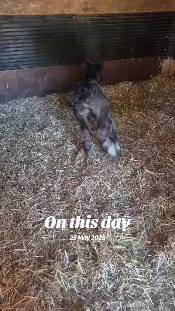 @Alfie & Daisy-May 💙🐴❤️🌻