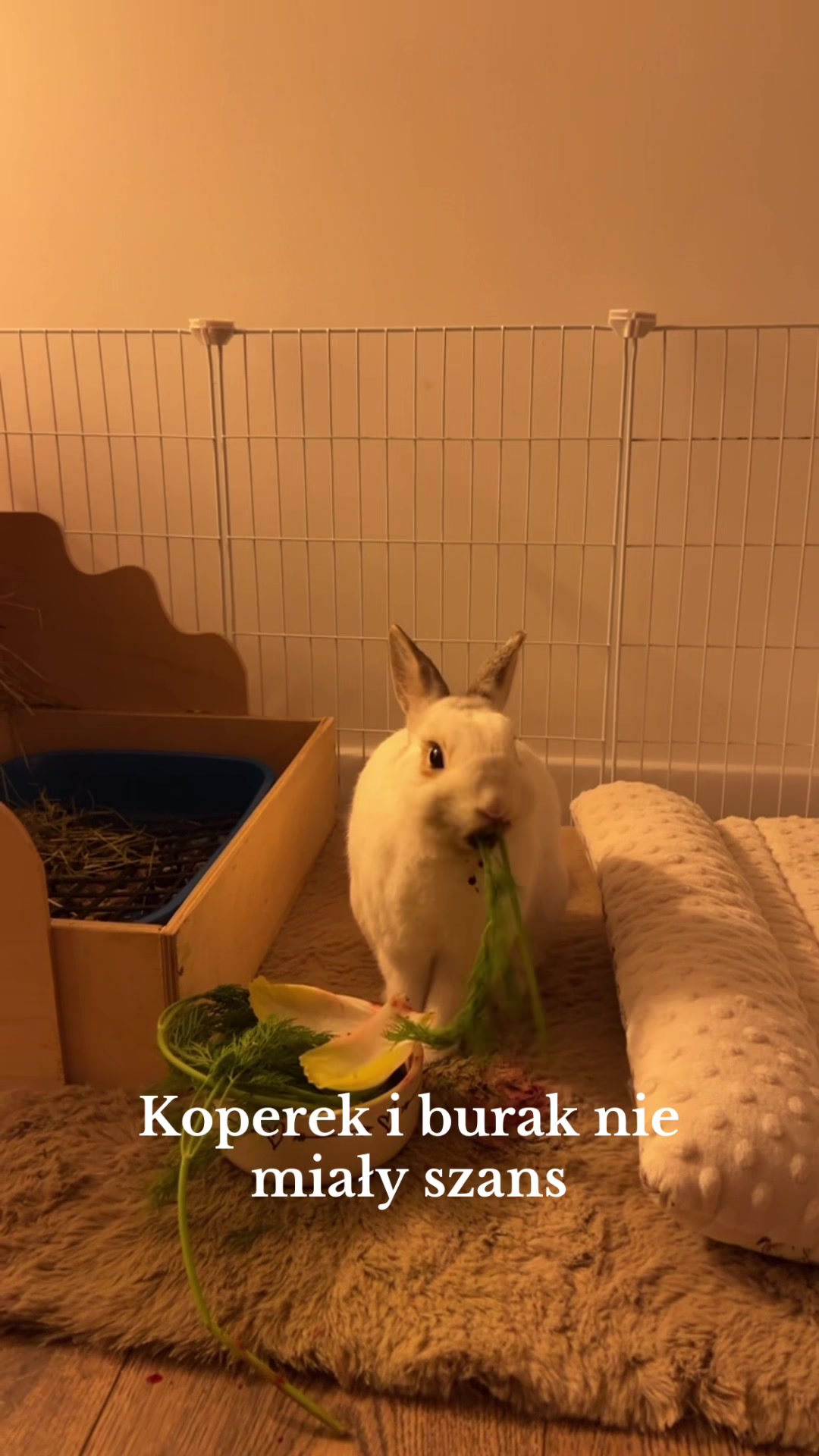 @PiciuPe