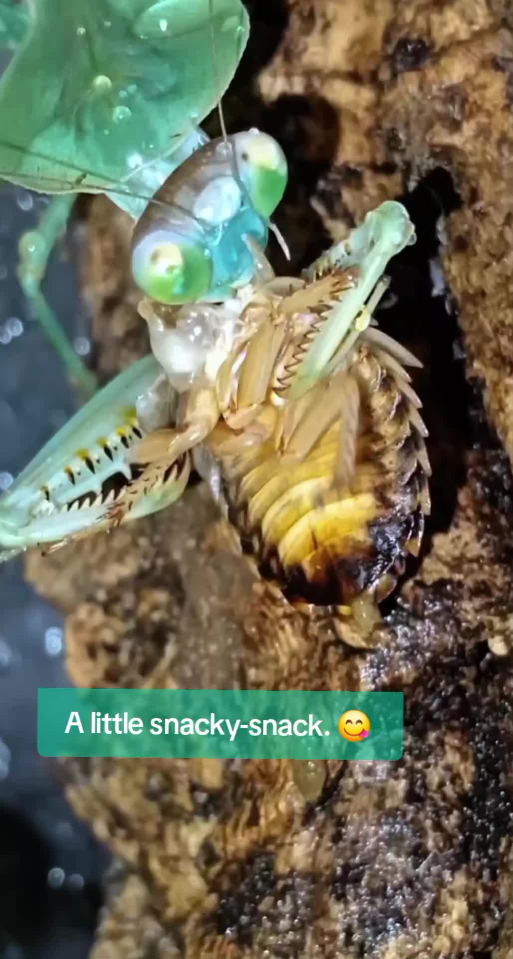 @creepy.crawlie.claire