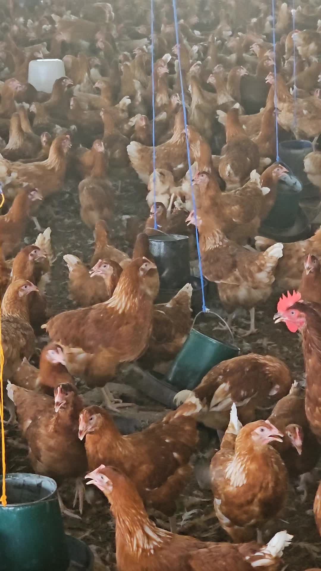 @thetri farms