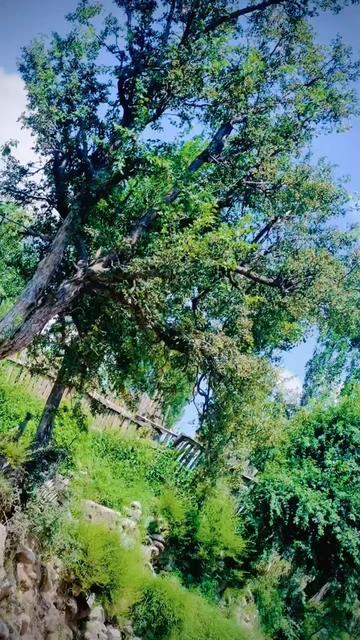 @✨ĦAMŻĄ ⚜️KhAN ✨