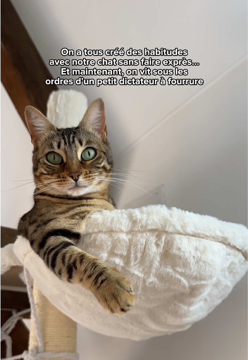 @Ricki the Bengal