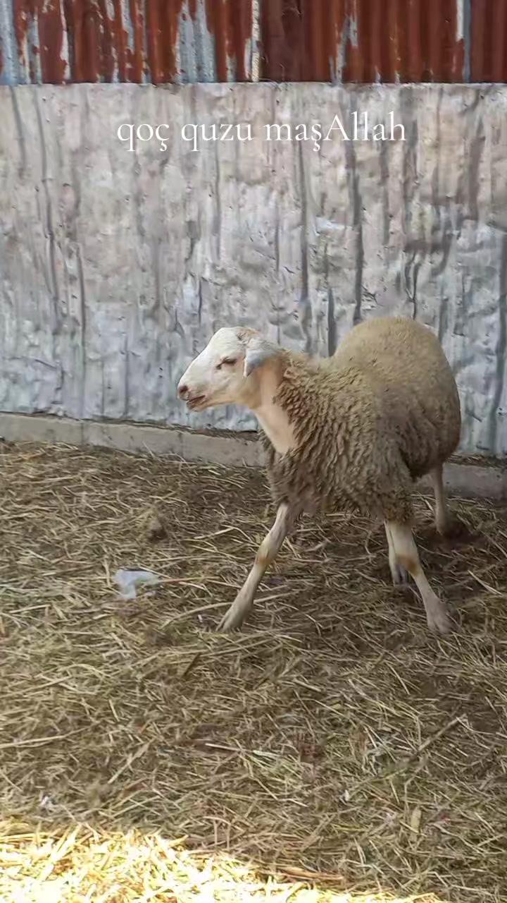 @Çöl.adamı