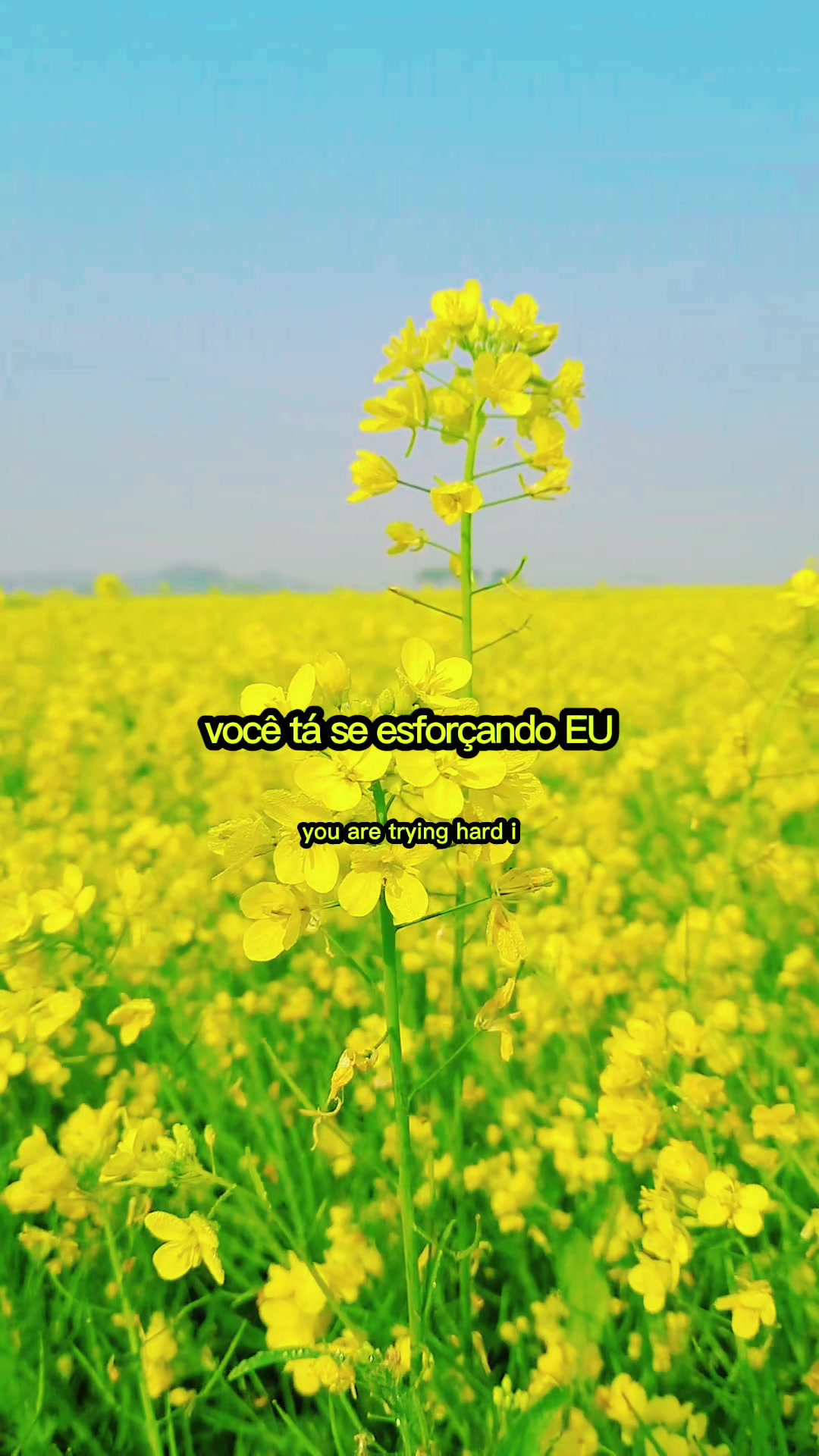 @só modão