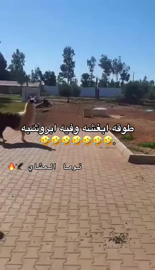@نوما المشاي 🦅🔥