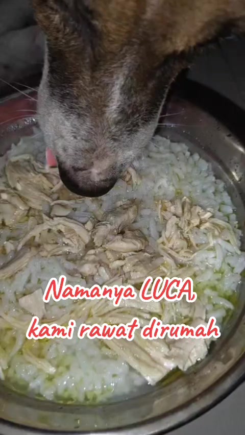 @JAMBI DOG LOVER✨