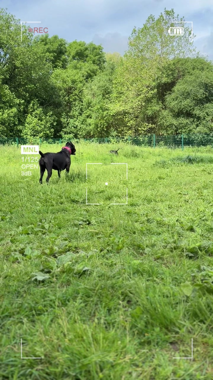 @Cane Corso PatoSquad